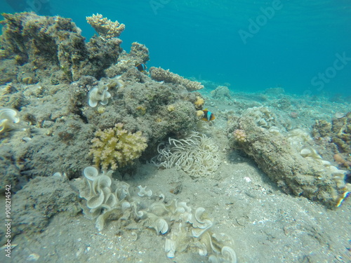 anemone, clown fish amphiprion bicinctus, padina and pocillopora photo