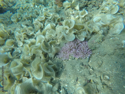 sebae anemone (Heteractis crispa), also known as leathery sea anemone, long tentacle anemone and padina genus of brown macroalgae in the family Dictyotaceae photo