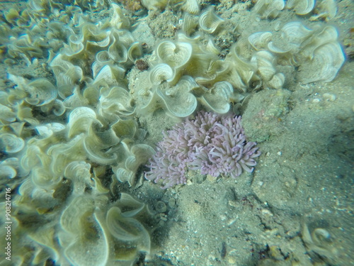 sebae anemone (Heteractis crispa), also known as leathery sea anemone, long tentacle anemone and padina genus of brown macroalgae in the family Dictyotaceae photo