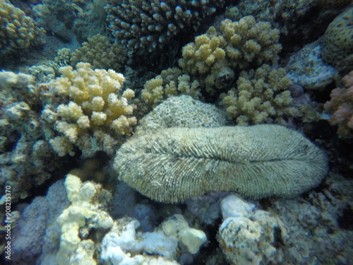 Ctenactis is a genus of solitary disc corals in the family Fungiidae. Members of this genus are found in the Indo-Pacific region photo