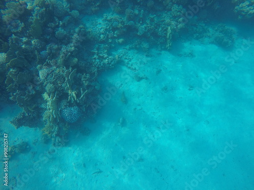 sea bed of an edge of coral reef in egypt
