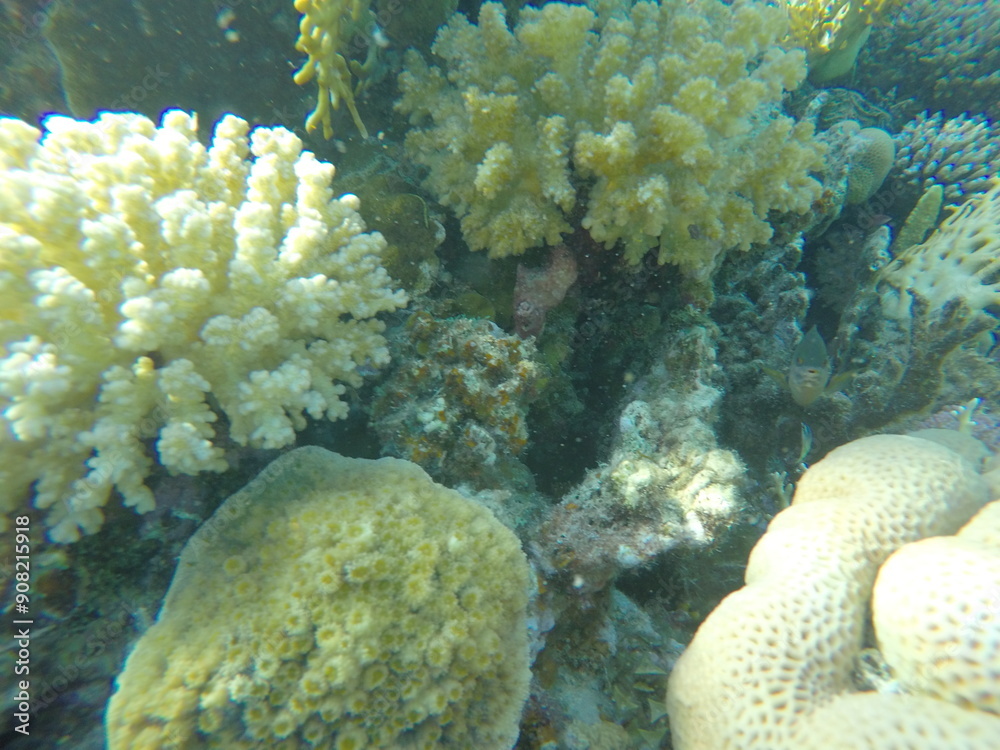 various coral species pocillopora, asteropora various coral species pocillopora, asteropora