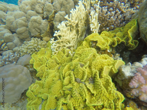 Turbinaria reniformis, commonly known as yellow scroll coral, is a species of colonial stony coral in the family Dendrophylliidae. It is native to the Indo-Pacific region. The International Union  photo