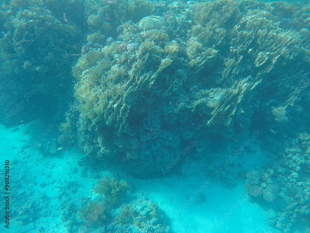 Fototapeta premium giant moray is a species of moray eel and a species of marine fish in the family Muraenidae. In terms of body mass, it is the largest moray eel; Gymnothorax javanicus