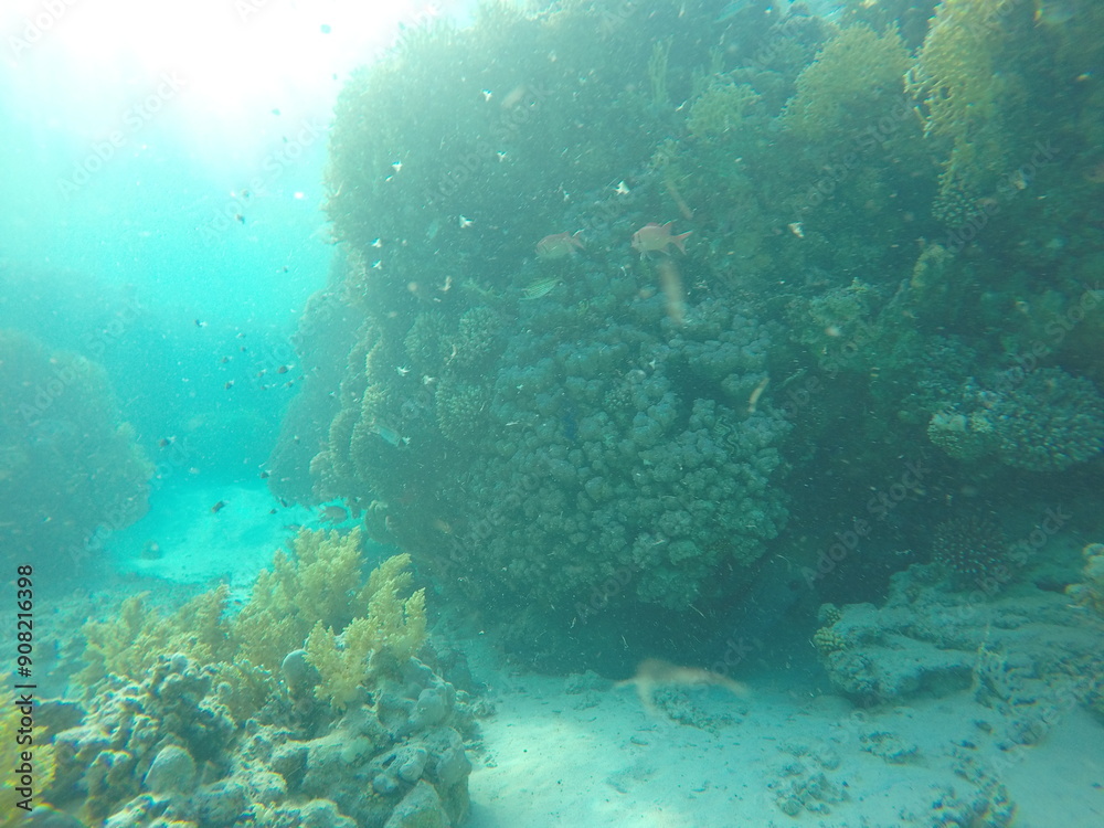 Fototapeta premium giant moray is a species of moray eel and a species of marine fish in the family Muraenidae. In terms of body mass, it is the largest moray eel; Gymnothorax javanicus