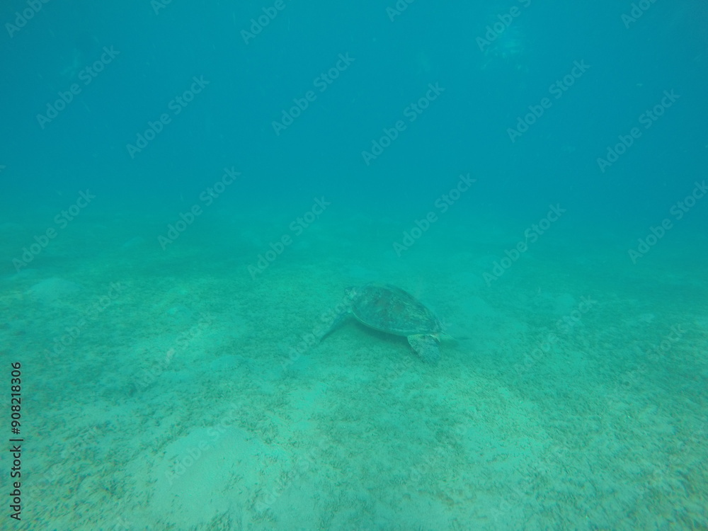 Fototapeta premium The green sea turtle, also known as the green turtle, black turtle or Pacific green turtle, is a species of large sea turtle of the family Cheloniidae. It is the only species in the genus Chelonia