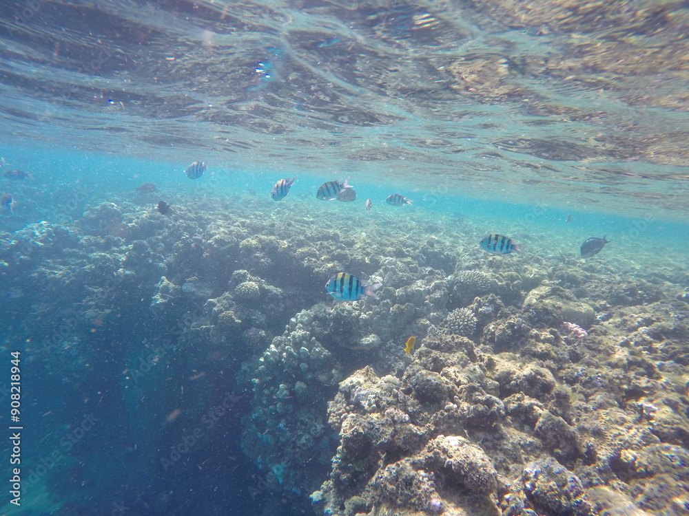 Fototapeta premium Indo-Pacific sergeant (Abudefduf vaigiensis) is a species of damselfish in the family Pomacentridae above coral reef in Red sea Egypt