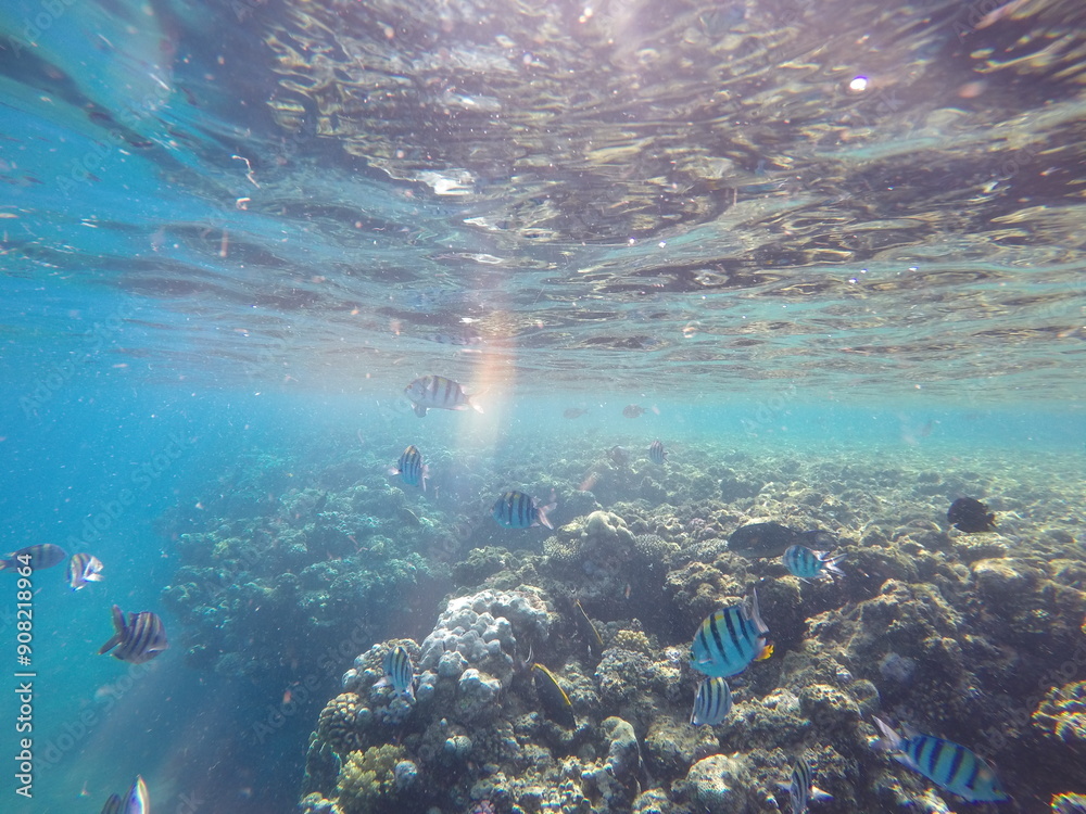 Obraz premium Indo-Pacific sergeant (Abudefduf vaigiensis) is a species of damselfish in the family Pomacentridae above coral reef in Red sea Egypt