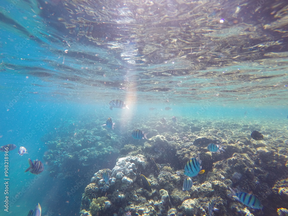 Fototapeta premium Indo-Pacific sergeant (Abudefduf vaigiensis) is a species of damselfish in the family Pomacentridae above coral reef in Red sea Egypt