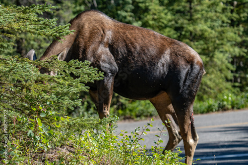 The moose (Alces alces) is the world's tallest, largest and heaviest extant species of deer and the only species in the genus Alces. Haematobosca alcis, the moose fly. Denali Alaska photo