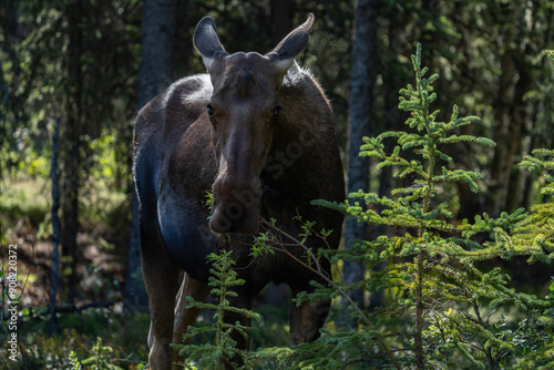 The moose (Alces alces) is the world's tallest, largest and heaviest extant species of deer and the only species in the genus Alces. Haematobosca alcis, the moose fly. Denali Alaska photo