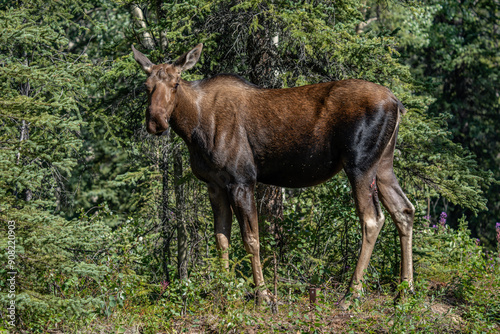 The moose (Alces alces) is the world's tallest, largest and heaviest extant species of deer and the only species in the genus Alces. Haematobosca alcis, the moose fly. Denali Alaska photo