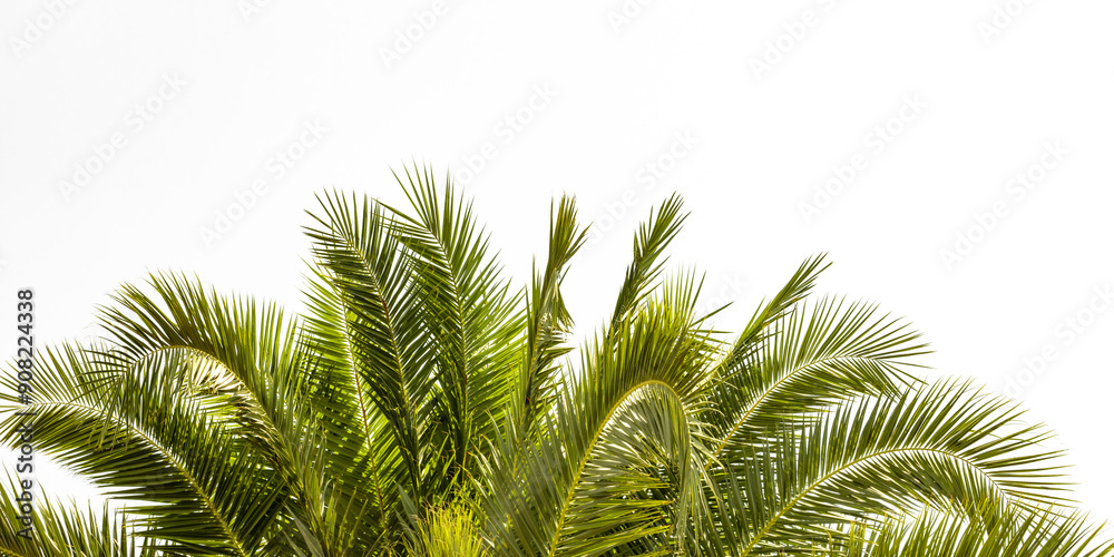 a palm tree on a white background a palm tree on a white background
