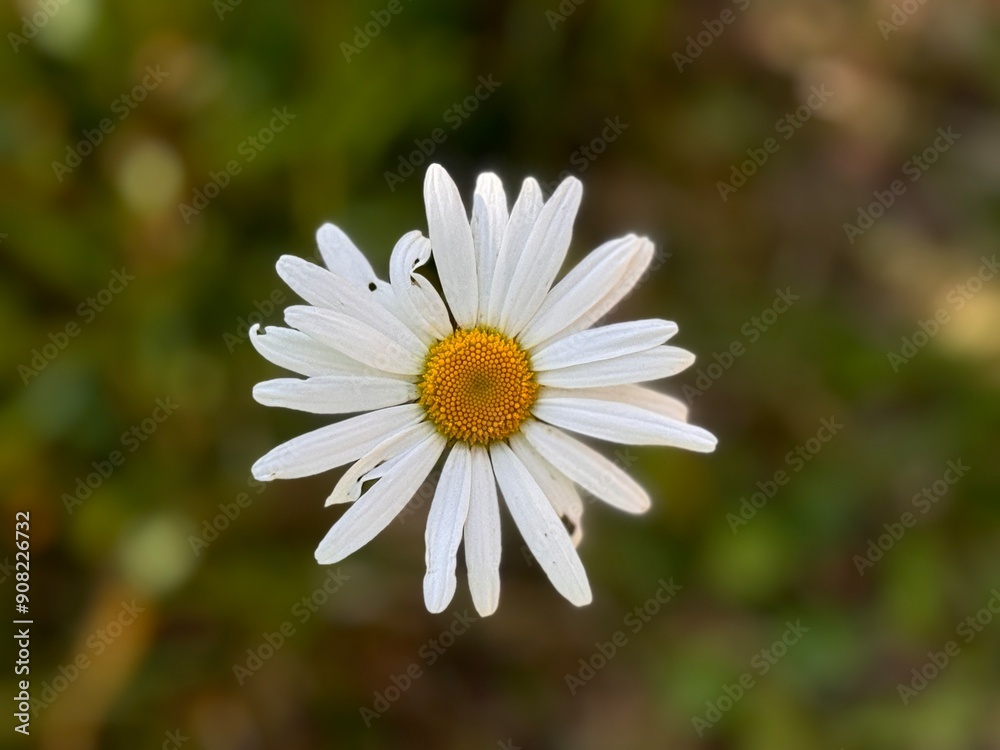 Fototapeta premium Italy