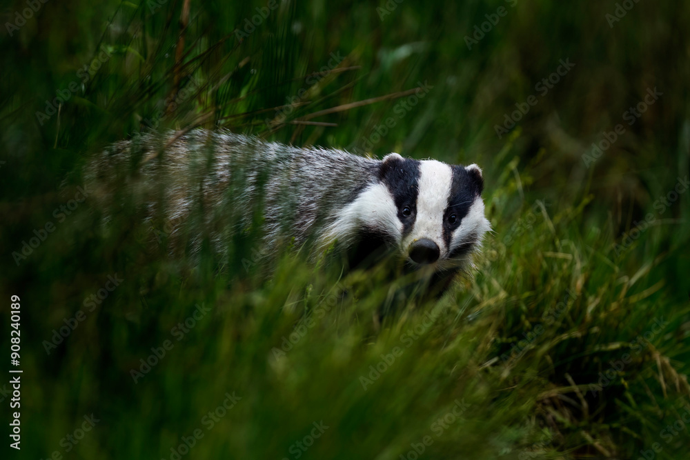 Obraz premium European badger, Meles meles, in hidden green grass at forest lake. Hungry badger sniffs about food in rainy morning. Beautiful black and white striped beast. Cute animal in nature habitat. Wildlife.