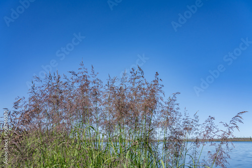  Kashwitna lake,Parks Hwy, Willow, Alaska.  Poaceae / Gramineae is a large and nearly ubiquitous family of monocotyledonous flowering plants commonly known as grasses. 