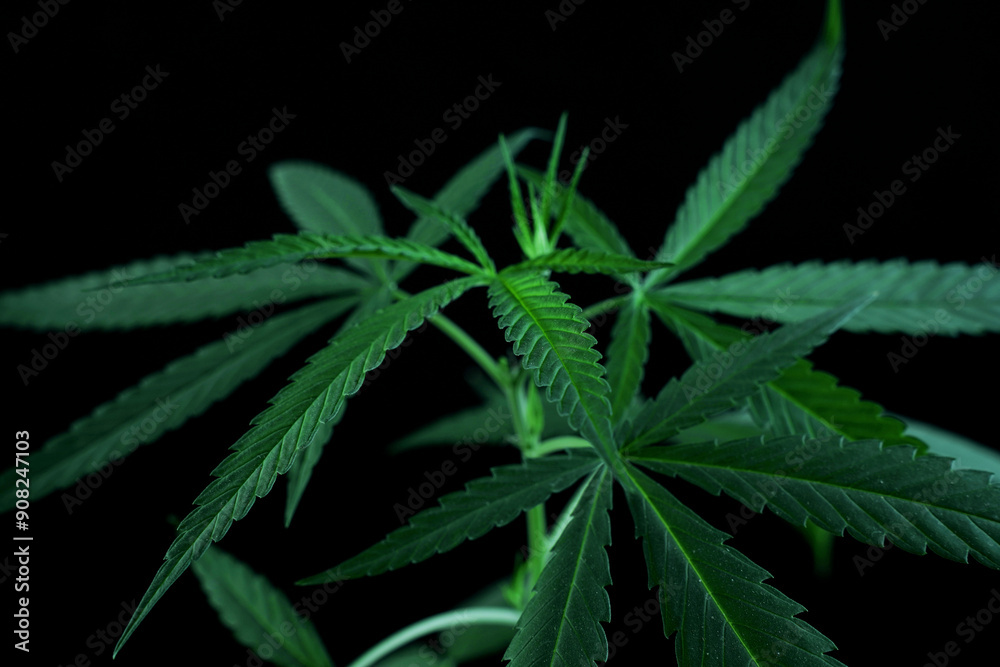 Cannabis marijuana plant medicine pharmaceutical weed medicine and herb product Cannabis marijuana plant medicine pharmaceutical weed medicine and herb product