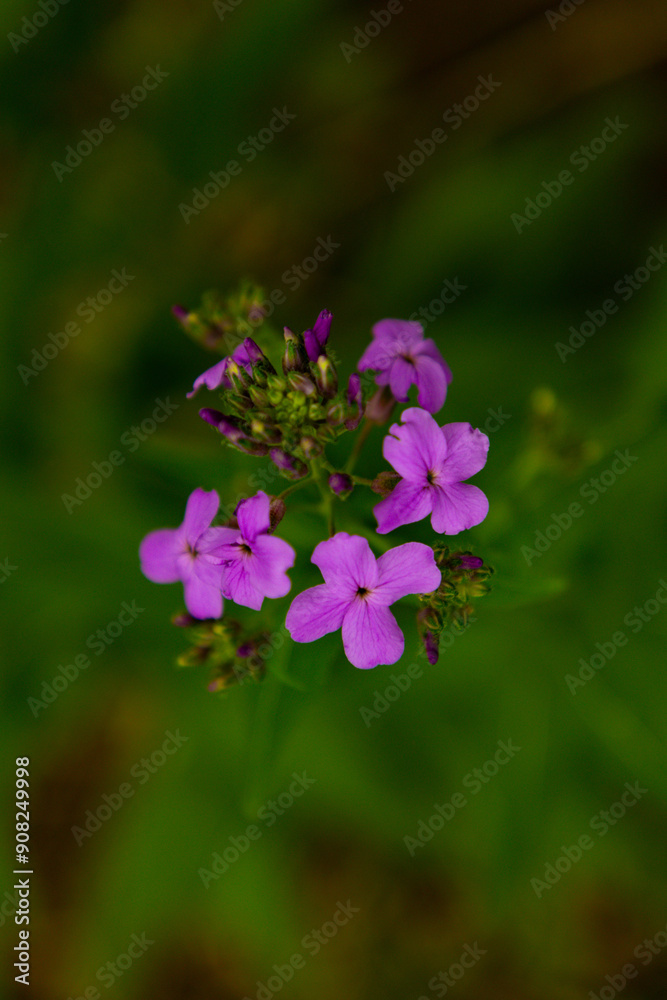 flower in the garden flower in the garden