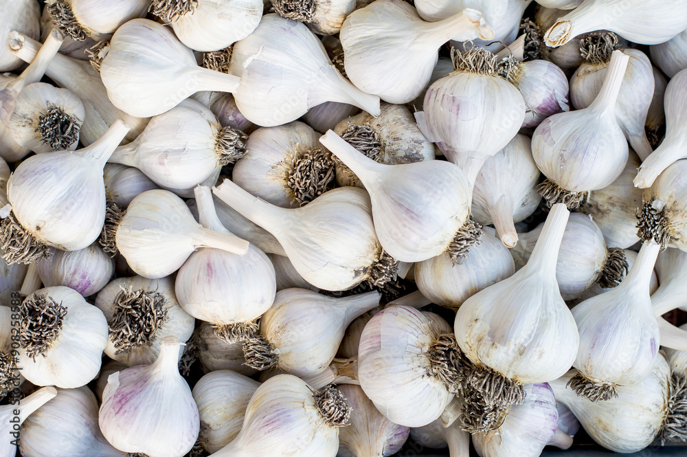 Garlic top view, background. Agriculture, harvesting. Garlic top view, background. Agriculture, harvesting.