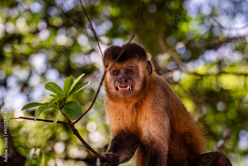 Photography Prego monkey