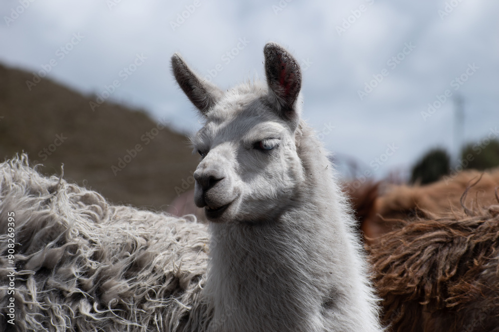 Obraz premium Llama (Alpaca) blanca en la montaña, fondo de cielo con nubes, retrato, rostro, Ecuador