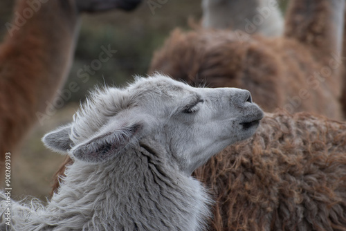 Llamas (Alpaca) en montañas, de perfil en manada, Ecuador