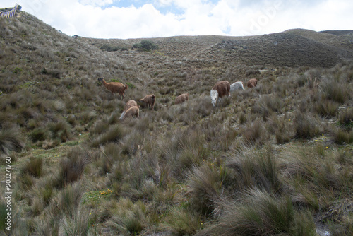 Llamas (Alpaca) en montañas, Ecuador