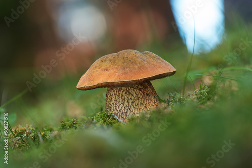 Closeup of a lurid bolete mushroom (Suillellus luridus) in the park