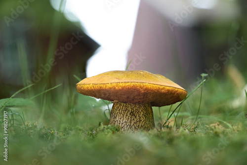 Photography Closeup of a lurid bolete mushroom (Suillellus luridus) in the park