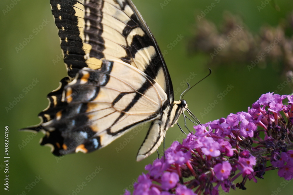 Close up photo of a yellow swallowtail butterfly Close up photo of a yellow swallowtail butterfly