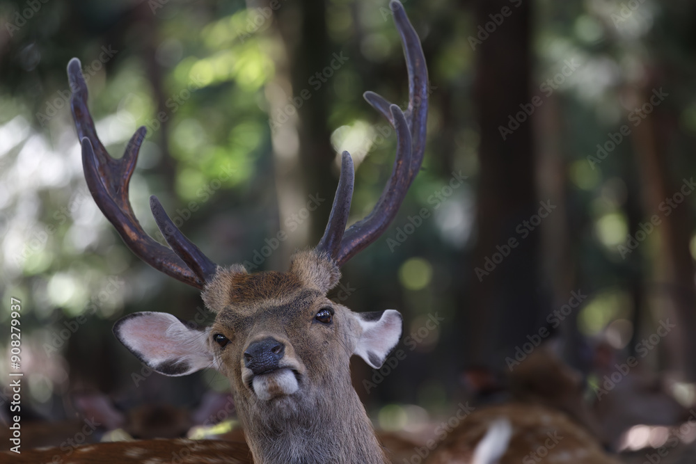 Naklejka premium 森の中の立派な角を持った雄の鹿
