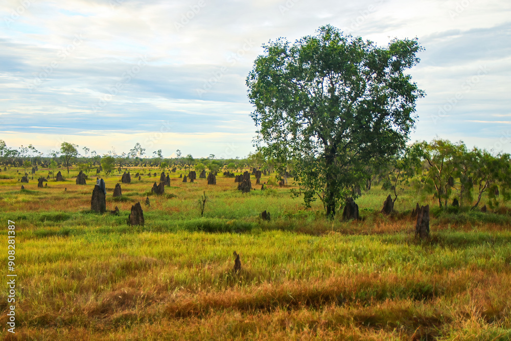 Termite mounds made of soil, saliva and dung in the bushland of the Red Center of Australia in Queensland - Nests of mound-building termites in the shape of pinnacles Termite mounds made of soil, saliva and dung in the bushland of the Red Center of Australia in Queensland - Nests of mound-building termites in the shape of pinnacles