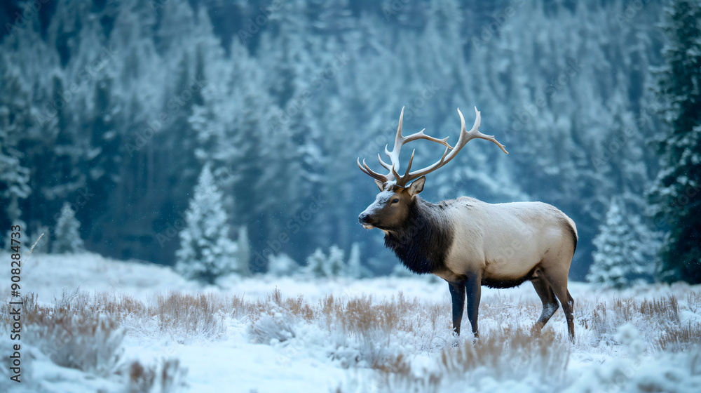 Deer elk animal with horns standing and looking around in snowy winter forest woods nature outdoors. Buck in cold wilderness outside, antler mammal, frost fauna field Deer elk animal with horns standing and looking around in snowy winter forest woods nature outdoors. Buck in cold wilderness outside, antler mammal, frost fauna field