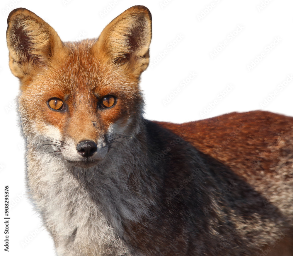 Fototapeta premium Red fox standing in a natural setting