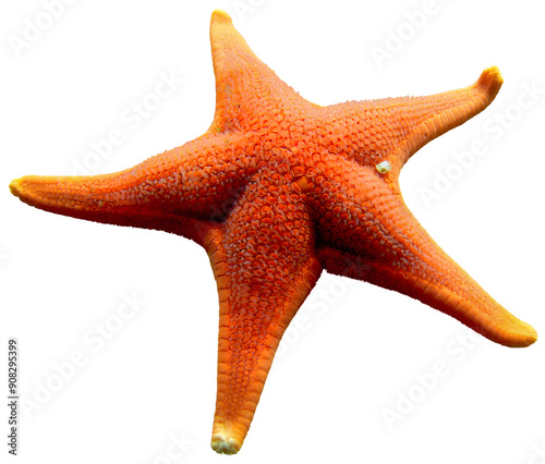Wallpaper Mural Orange starfish, vibrant marine life Torontodigital.ca