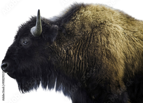 Wallpaper Mural Stoic bison profile, wildlife photography Torontodigital.ca