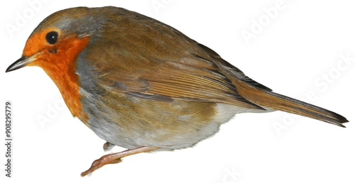 European Robin standing, small red bird