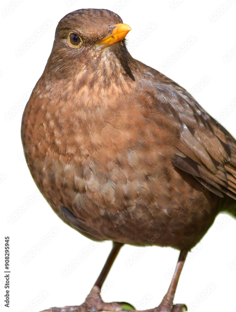 Fototapeta premium A brown female blackbird, garden bird species