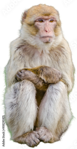 Wallpaper Mural A white and tan monkey sitting calmly Torontodigital.ca