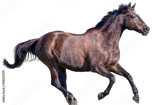 Wallpaper Mural Galloping horse on a clear day Torontodigital.ca