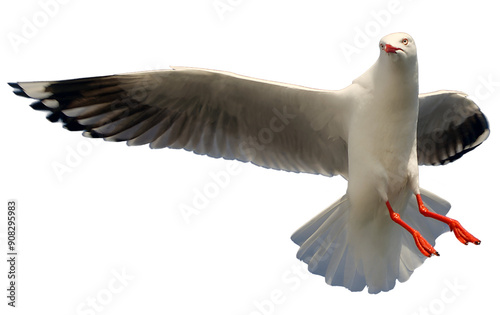 Wallpaper Mural Seagull in flight with wings spread Torontodigital.ca
