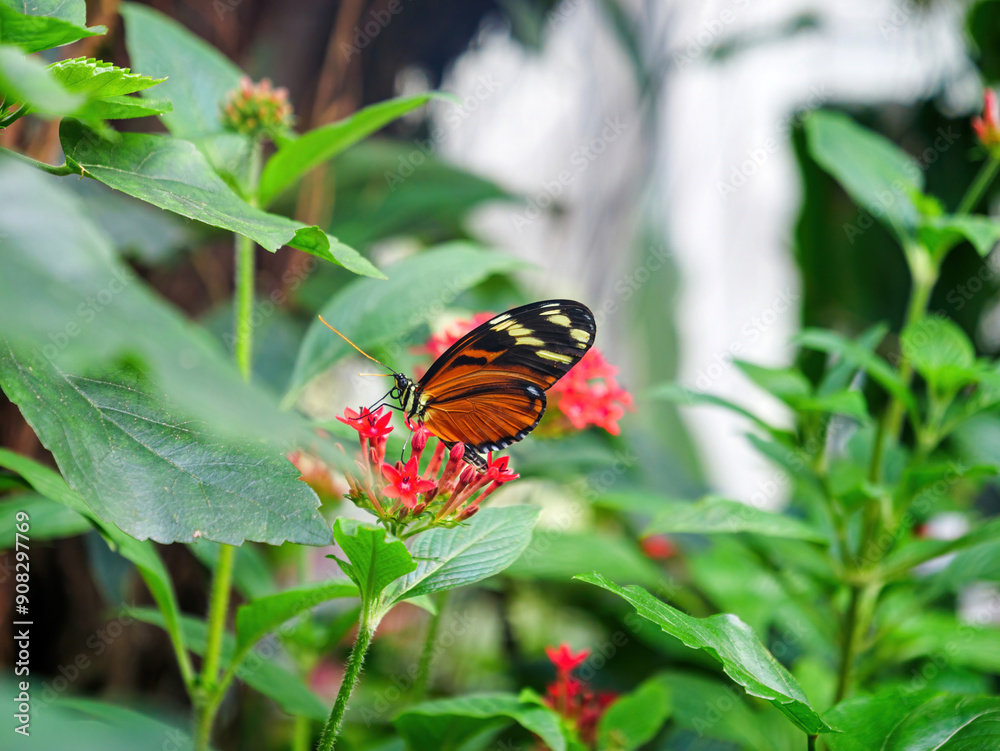 A Heliconius hecale butterfly is perched on a cluster of small red flowers, surrounded by lush green leaves in a vibrant natural setting. A Heliconius hecale butterfly is perched on a cluster of small red flowers, surrounded by lush green leaves in a vibrant natural setting.