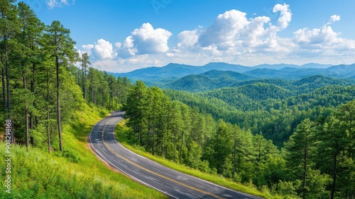 Scenic overlook with a road winding through pine forest below, panoramic beauty