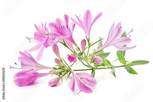 Pink Cleome Isolated on White Background. Beautiful Cleome Flower