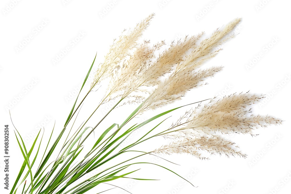 White Feather Reed Grass Isolated on White Background. Beautiful Feather Reed Grass Flower White Feather Reed Grass Isolated on White Background. Beautiful Feather Reed Grass Flower