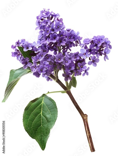 Purple Heliotrope Isolated on White Background. Beautiful Heliotrope Flower