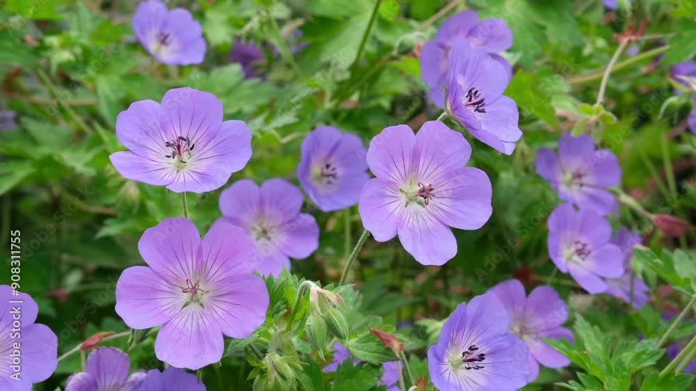 Close-up of geranium bloom in the garden. Close-up of geranium bloom in the garden.