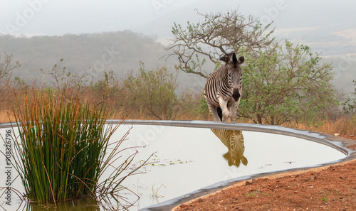 Zebra [equus quagga] in the early morning reflectin in the waterhole in South Africa RSA photo