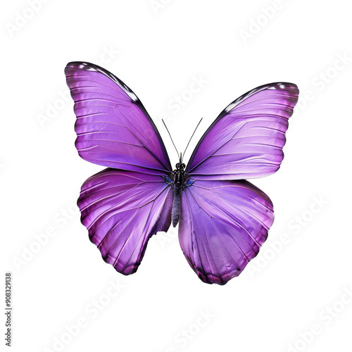 A purple butterfly with a black head and antennae