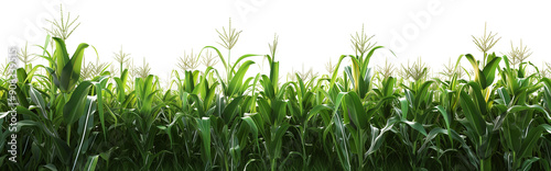 Corn field isolated on transparent background
